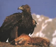 Aguila Real